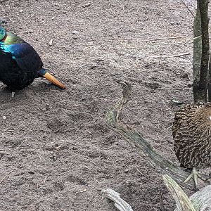 Peafowl and Pheasants - Himalayan monal