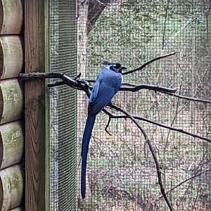 Peafowl and Pheasants