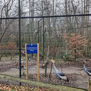 Crowned Crane Aviary
