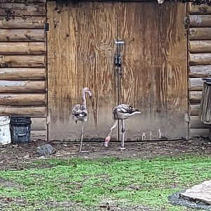 Flamingos Aviary - Lesser African Flamingo