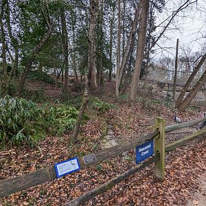 Demoiselle crane yard