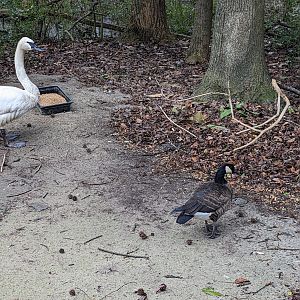 North America Aviary
