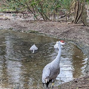North America Aviary - sandhill crane