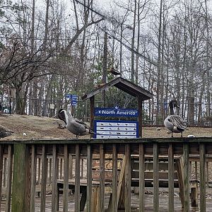 North America Aviary - sign from walkway