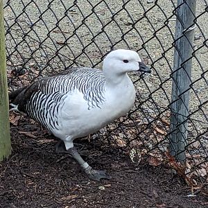 North America Aviary - Lesser Magellanic Goose