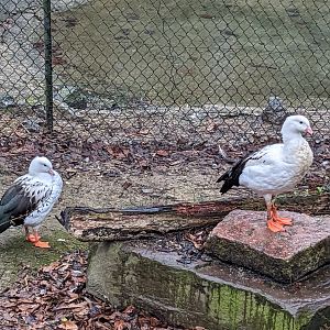 North America Aviary - andean goose