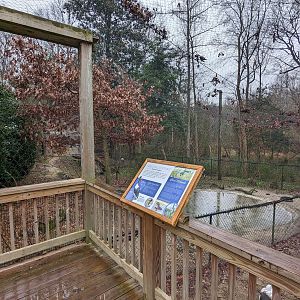 Saddle-billed Stork Aviary