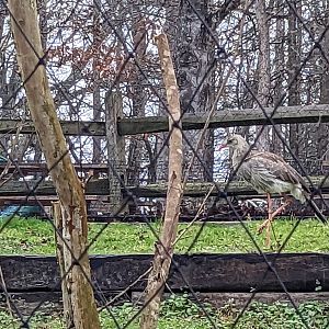 South America Aviary - Red legged seriemas