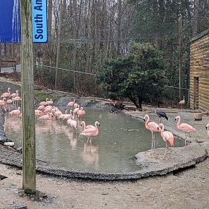 South America Aviary - Chilean flamingo