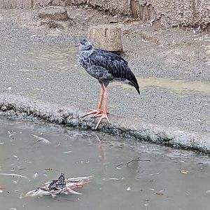 South America Aviary - crested screamer