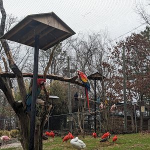 South America Aviary - Green winged macaw