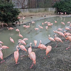 South America Aviary - Chilean flamingo