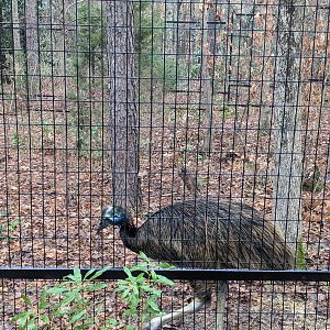 Cassowary
