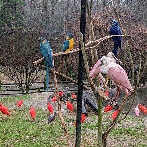 South America Aviary - various