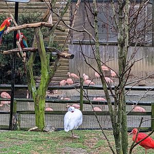 South America Aviary - various
