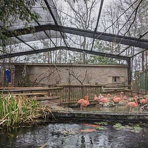 The Landing Zone-  American flamingo