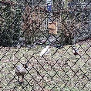 North America Aviary - nene goose