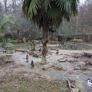 North America Aviary - various