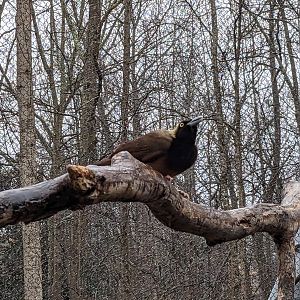 Birds of Paradise - Raggiana bird of paradise