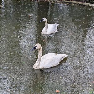 North America Aviary - Trumpeter swan