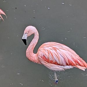 South America Aviary - Chilean flamingo