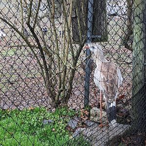 South America Aviary - red legged seriemas