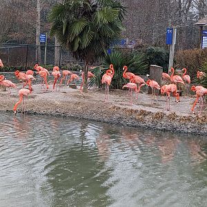 Multinational - American flamingo
