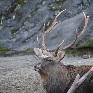 Yezo sika deer (Cervus nippon yesoensis)