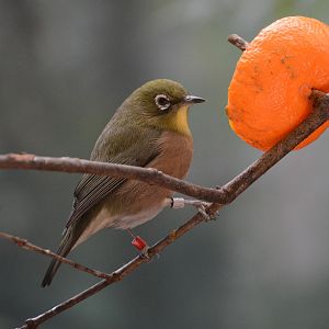 Japanese white-eye (Zosterops japonicus japonicus)