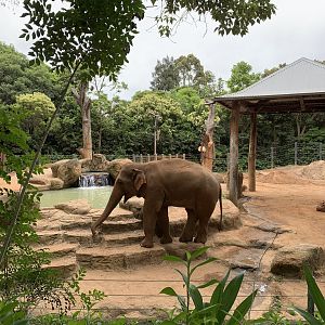 Asian Elephant
