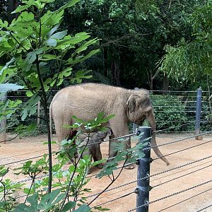 Asian Elephant with calf