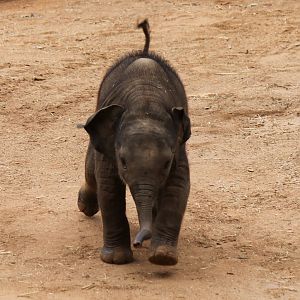 Asian Elephant Calf