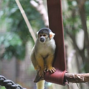 Bolivian Squirrel Monkey