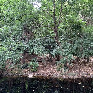 Sumatran Tiger Exhibit