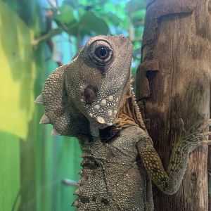 Boyd’s Forest Dragon (Forest Harvest)