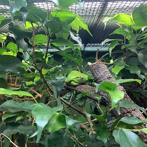 Green Tree Frog (Forest Harvest)