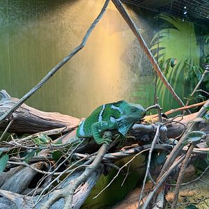Fijian Crested Iguana (Forest Harvest)