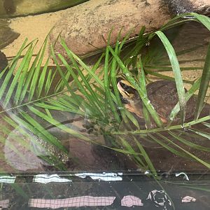 Chinese Three-striped Box Turtle