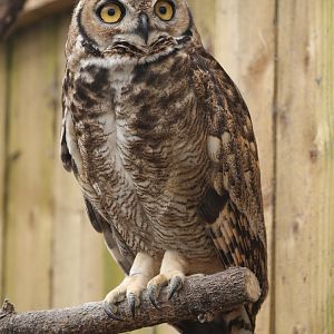 Magellan Horned Owl