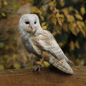 Barn Owl