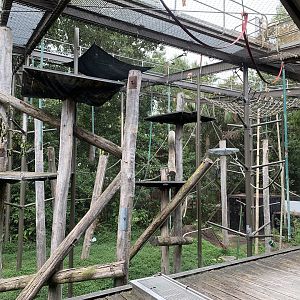 Siamang Exhibit