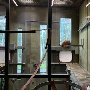 Orangutan Indoor Area