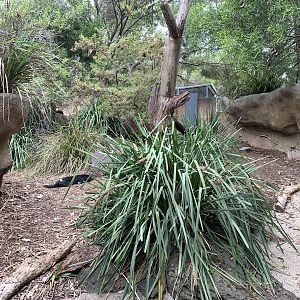 Tasmanian Devil Exhibit