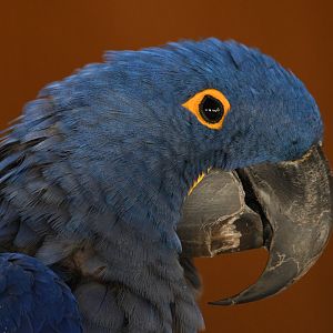 Hyacinth Macaw
