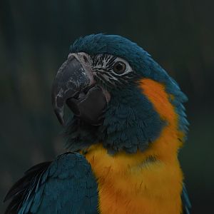 Blue-Throated Macaw