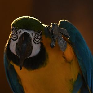 Blue-And-Yellow Macaw