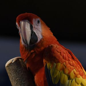 Scarlet Macaw