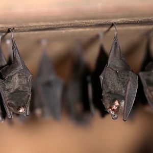thumbless bat (Furipterus horrens)