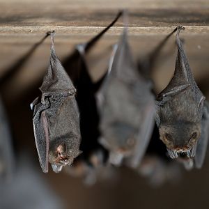 thumbless bat (Furipterus horrens)