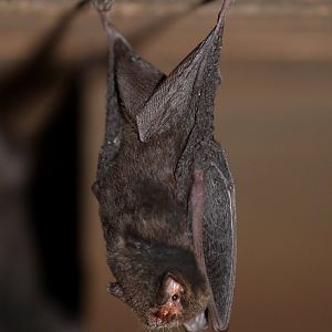 thumbless bat (Furipterus horrens)